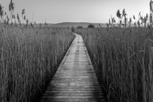 Sentier dans les roseaux